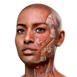 Complete Anatomy - Learn in 3D